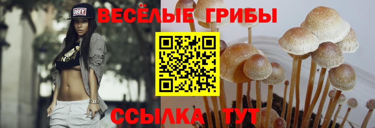 купить   Галлюциногенные грибы Cubensis  Вход с VPN  Камышлов 
